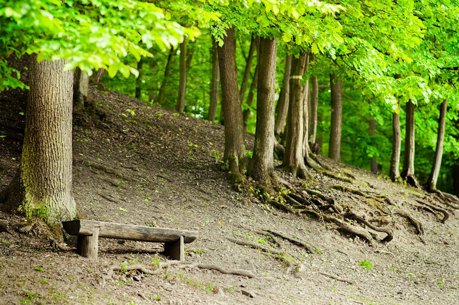 A detailed view of a forested area featuring a gently sloping ground with exposed tree roots and a small wooden bench positioned near the base of a large tree. The area is densely populated with tall, mature trees that have rough bark and lush green foliage, creating a canopy overhead. Sunlight filters through the leaves, illuminating the scene with natural light. The terrain appears uneven and slightly muddy, indicating recent weather or typical forest floor conditions. This setting relates to the environment where furniture or boxes might be temporarily stored or staged during a house removal or relocation process, as executed by companies such as Man with Van Forest Hill. The natural surroundings highlight the importance of careful planning during the loading process in home relocation projects, with attention to protecting both outdoor and indoor items through professional packing, loading, and transportation services. There are no visible moving activities or equipment depicted, emphasizing the natural state of the woodland area.