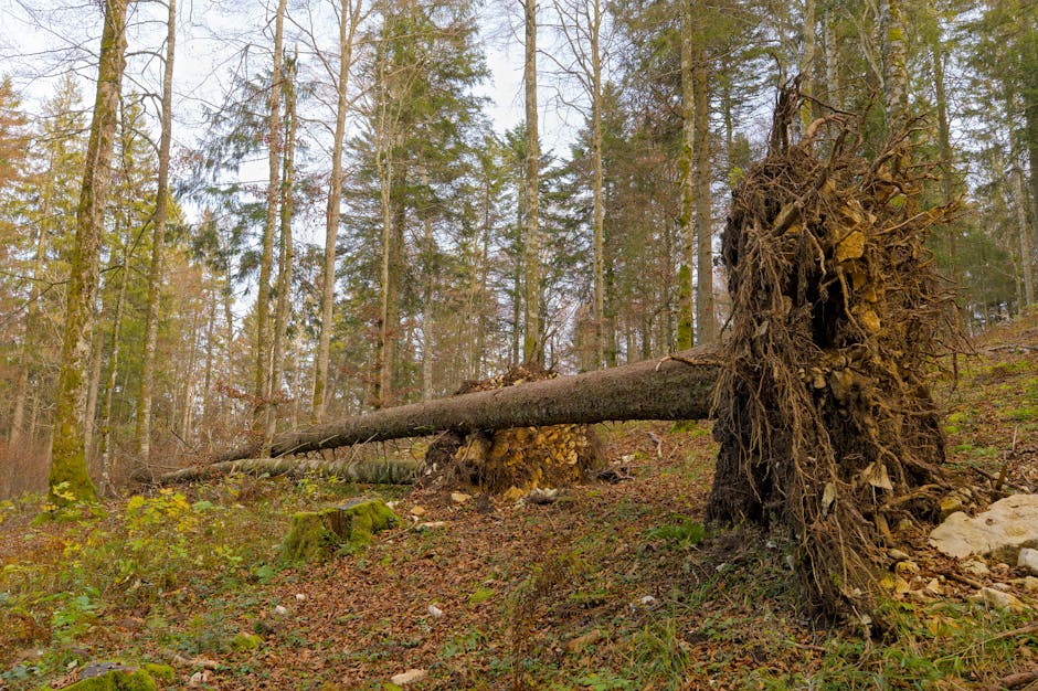 https://manwithvanforesthill.co.uk/blog/why-forest-hill-removal-quotes-vary-avoid-hidden-fees/